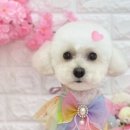 리즈퍼피 이미지