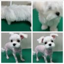 베리애견미용 이미지