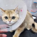 대전 고양이 미용은 ~ 페르시안캣 ^^