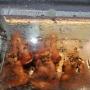 동두천농협 앞 | 동두천중앙역 맛집 족발 꽈배기 찐빵 다맛있네요