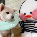 남춘천새길 1L | [춘천] 퇴계동 리본동물병원