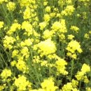 꽃밭교회 이미지