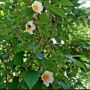 용전초등학교 병설유치원 이미지