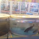 마도로스횟집돌고래조개구이회센타 이미지