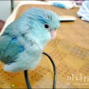 Honey Bunny 이미지