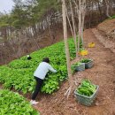 산골농장 당뇨을 해결 하다 이미지