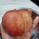 천일농장 | 도모농장 복숭아
