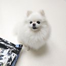 놀러오개 애견유치원 애견호텔 전주점 이미지