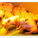 이광희 농장 이미지