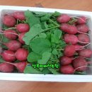 심암농장 네이버블로그