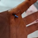 도그랭 강아지놀이방 이미지