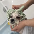 댕스얼랏 이미지