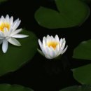 돌아가고싶은고향의산 이미지