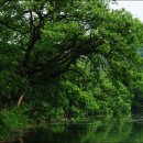 [경북/경산] 왕버들나무와 아름다운 반영을 만날 수 있는 곳 `경산 반곡지`.. 이미지
