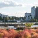 소로3-71 | 아산 가볼만한곳 곡교천 은행나무길 축제 가을단풍 나들이 후기 : 주차장 단풍 시기 한복패션쇼”
