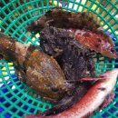 어촌삼식 이미지