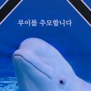 벨루가 세계일보