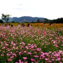 금호강하중도 이미지