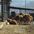 &#34;바른 먹거리 골고루 나누는 게 평화죠&#34; / 포천 평화나무농장 김준권·원혜덕 부부 이미지