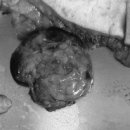 링크늘푸른동물병원 이미지