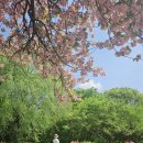 하남미사경정공원.겹벚꽃 이미지