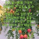 ,닭을 위해 염불하자 부처님께서 닭을 내영하다, 에 대한 법문 마지막 입니다 이미지