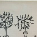 클리핑 로즈마리 키우기 이미지