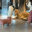 광명로 323번길 | 성남 실내 동물원 애니멀존 내돈내산 방문기