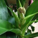 비발디 향기나무 이미지