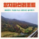 에버랜드 가성비 숙소 양지 리조트 내돈내산 솔직 후기