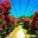 장미의거리9 이미지