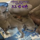 보성이탈리안그레이하운드 이미지