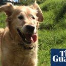 LOVING PET 이미지