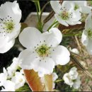 안개 속의 방황 이미지