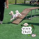 장안교 | 산책 교육은 처음이다멍🐶 귀여움이 난무했던 동대문구 &lt;반려견 문화교실&gt; 현장 탐방기!