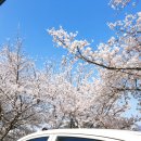 무심천 벚나무길 이미지