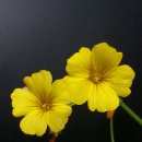 산미 이미지