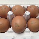 성윤농원 이미지