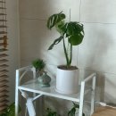 푸른분재원 이미지