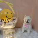 댕댕샤워 이미지