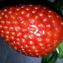 주영농장 이미지