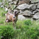 순산목장 이미지