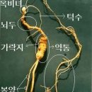 영초산삼 이미지