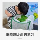 다희네일 - 달서구 | 배추흰나비키우기 키트 배추흰나비애벌레 자연관찰 과정 후기
