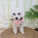 개중목욕탕 | 📝 분리불안 완치 도전! 대부도 &#39;스테이독 애견 펜션&#39; 솔직 후기 &amp; 숨겨진 맛집 &#39;엄지 척 손칼국수&#39;