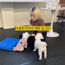 미미네 애견미용실 | 광주애견유치원에서 진행된, ”강아지 미용스트레스 예방 및 관리” 세미나! by.어글리독