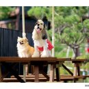 댕댕라운지 네이버블로그