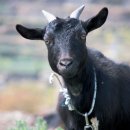 야산염소 이미지