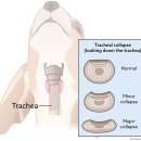매탄동물병원 이미지