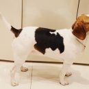 땡자애견 이미지